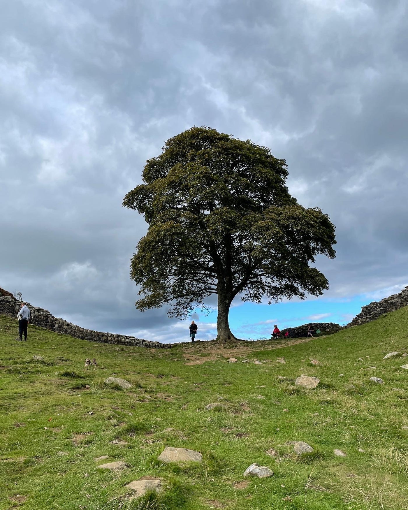 The iconic Sycamore Gap tree on Hadrian's Wall Path in Northumberland, with clouds in the background and grassland in front of the tree